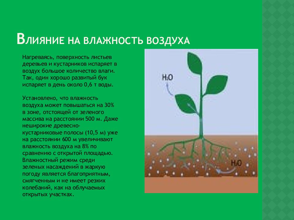 Растение поглощает воду но не испаряет. Влияние влажности на растения. Влияние влажности воздуха на растения. Влияние влажности воздуха на рост растений. Влияние зеленых насаждений на влажность воздуха.