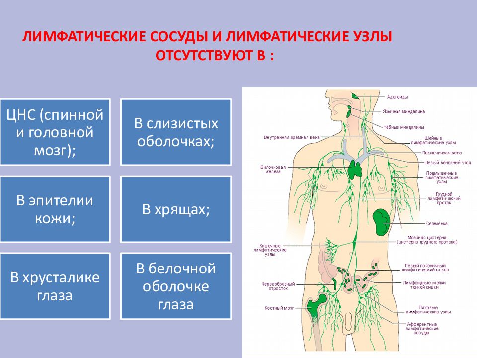 Система лимфоузлов человека. Лимфоузлы схема расположения. Схема лимфатического узла.