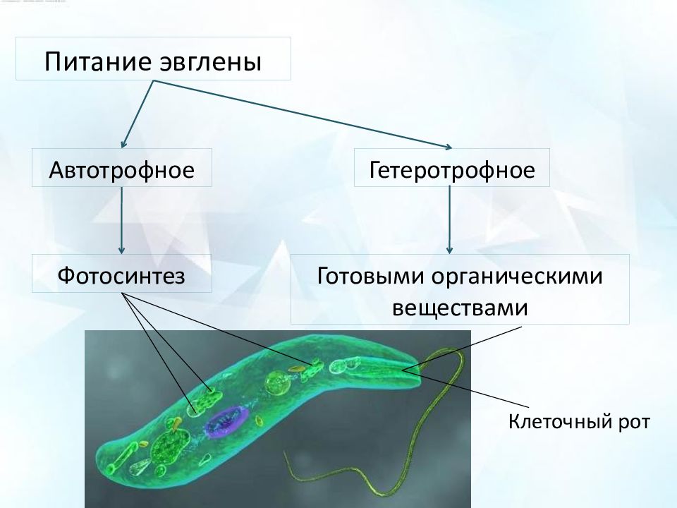 Чем питаются простейшие. Эвглена зеленая Тип питания. Питание эвглены. Питание эвглены зеленой. Питание Энглена зелёная.