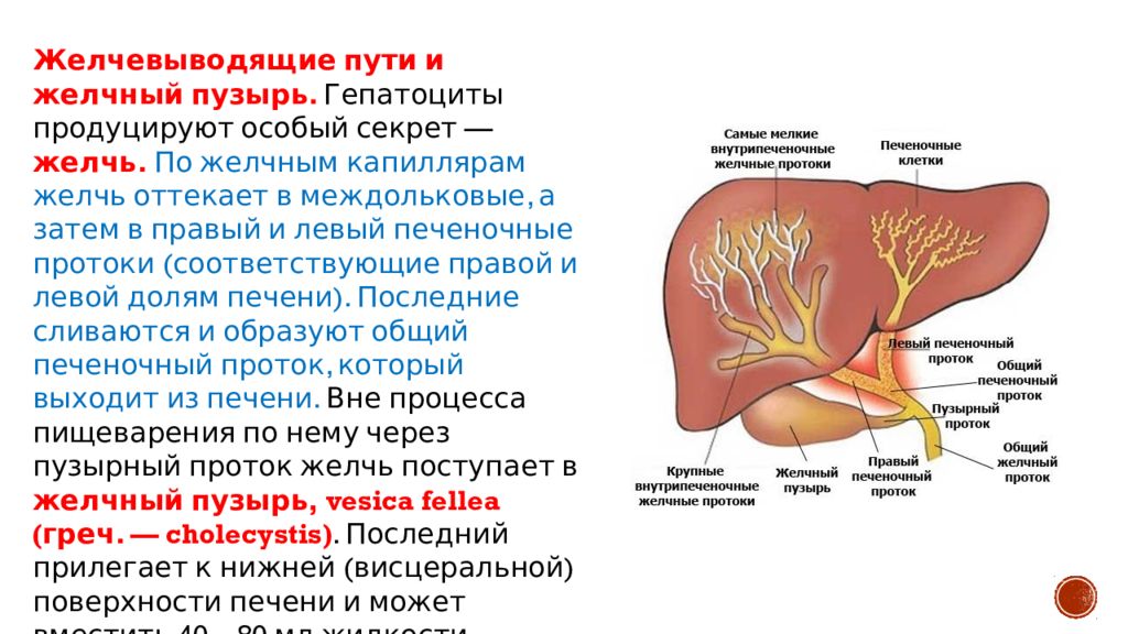 Секрет печени. Внутрипеченочные желчные протоки анатомия. Пути выведения желчи анатомия. Желчные протоки печени анатомия. Схема путей оттока желчи.
