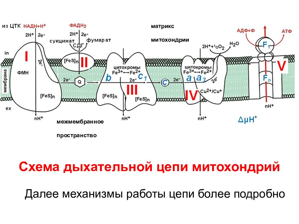 Цепи митохондрий. Схема дыхательной цепи митохондрий. Дыхательная цепь этапы тканевое дыхание. Дыхательная цепь биохимия этапы. Механизм синтеза АТФ В дыхательной цепи.