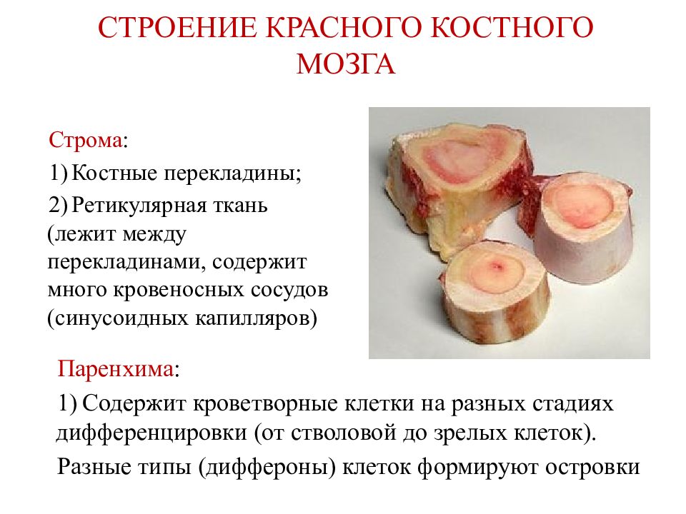 Красный костный мозг строение