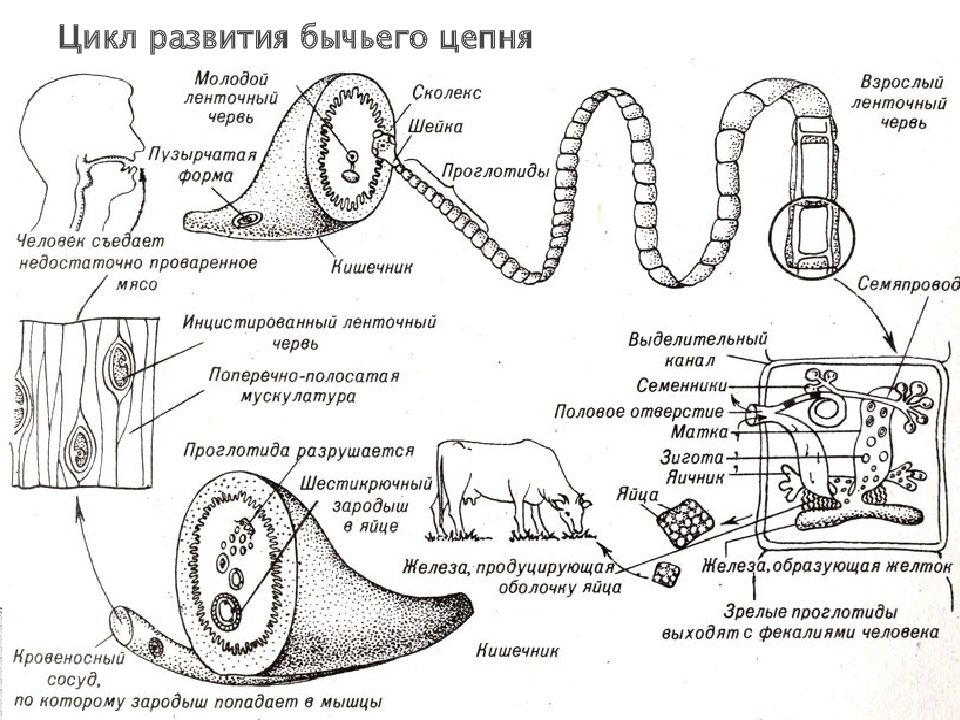 Эволюция червей схема