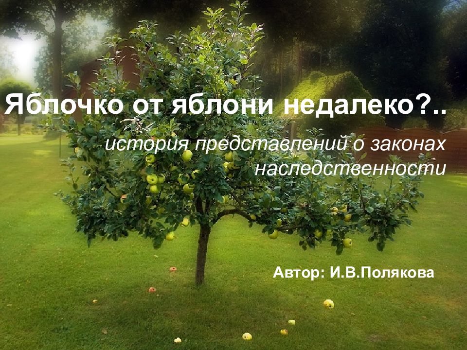 Яблочко от яблони недалеко?.. история представлений о законах
