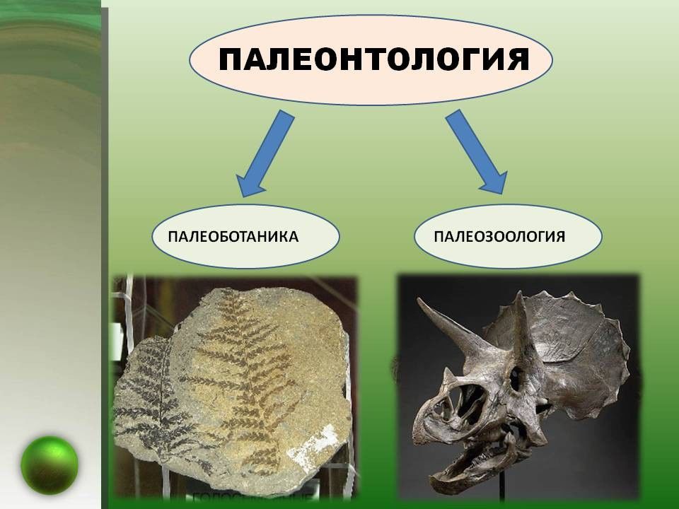 Палеонтология картинки для презентации