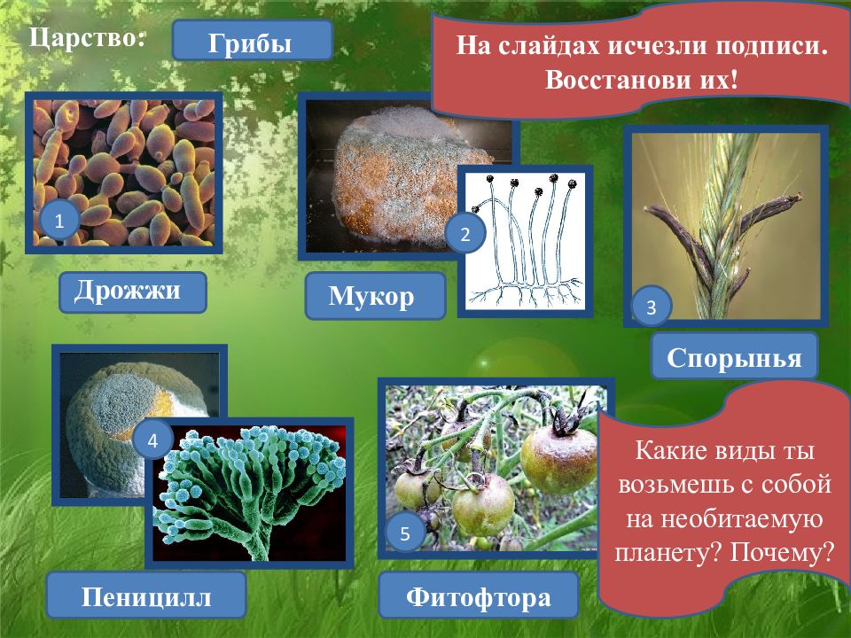 Биология 5 класс презентации