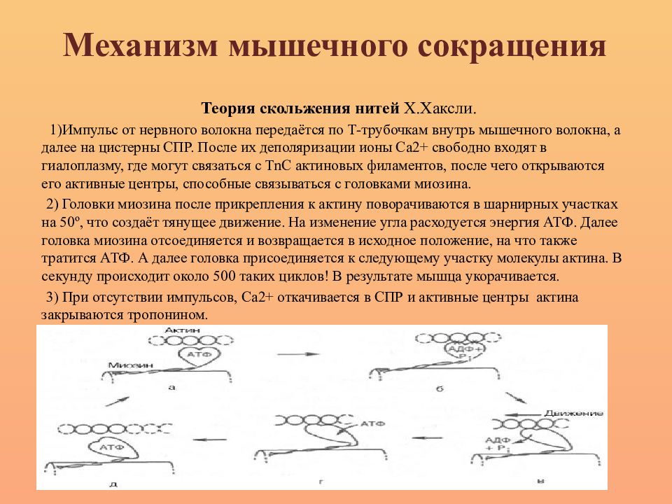 Механизм снижения. Механизм скольжения нитей актина и миозина. Механизм сокращения миоцита скелетной мышцы. Механизм сокращения и расслабления мышц физиология. Последовательность процессов мышечного сокращения.