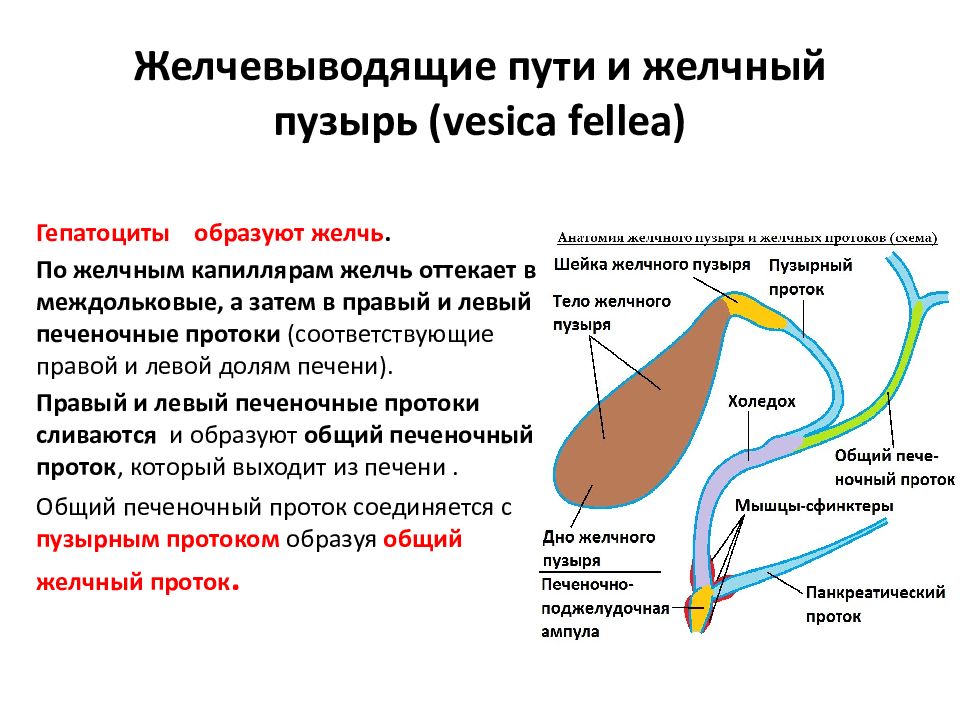 Желчный пузырь относится. Физиология желчных протоков. Строение желчных путей анатомия. Внепеченочные протоки желчного пузыря. Анатомия желчного пузыря и протоков.