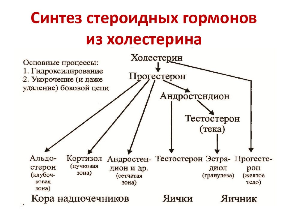 Синтез половых гормонов схема