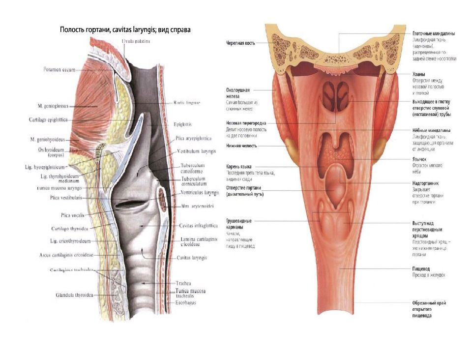 Картинка глотки. Анатомия гортаноглотки человека атлас. Полость глотки анатомия строение. Грушевидный синус гортани. Грушевидный карман гортани анатомия.