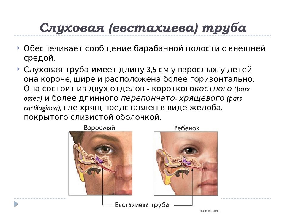 Гимнастика слуховых труб. Слуховая евстахиева труба. Евстахиева труба анатомия. Возрастные особенности евстахиевой трубы.