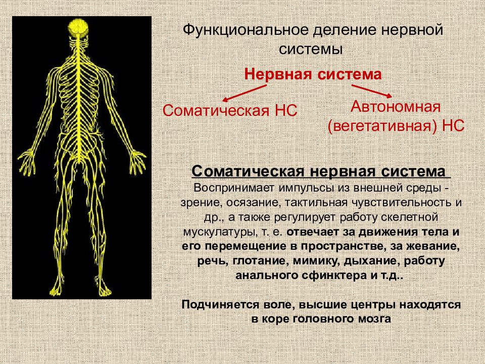 Нс человека строение отделы нс презентация