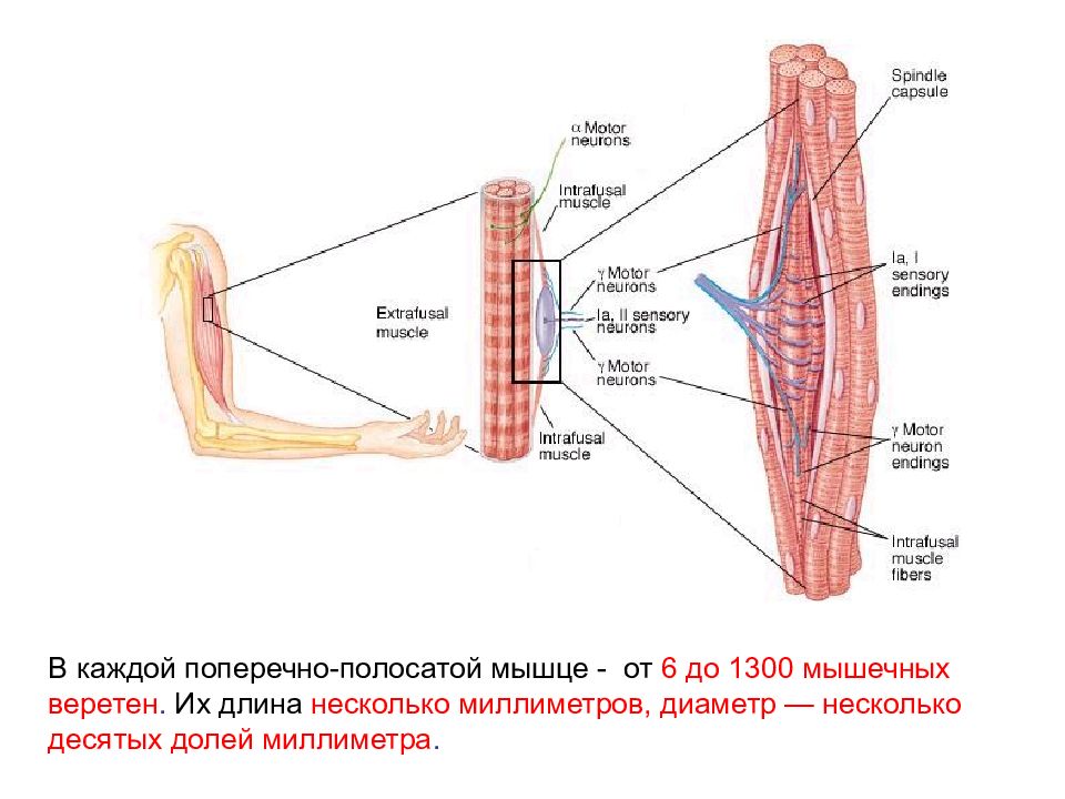 Чувствуются мышцы. Мышечный анализатор. Двигательный анализатор строение. Двигательно-мышечный анализатор. Анализаторы и мышцы.