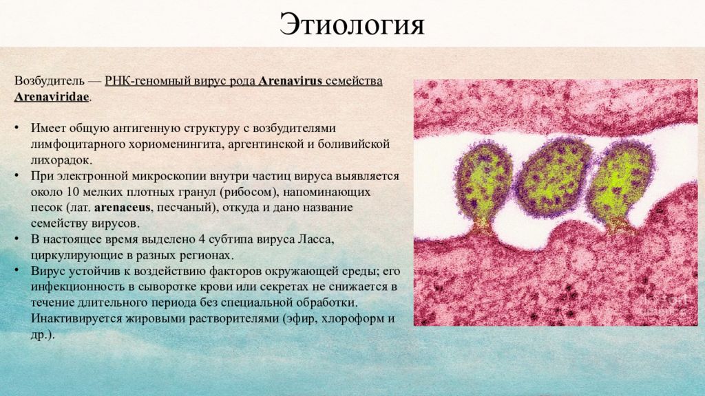 Лихорадка ласса презентация