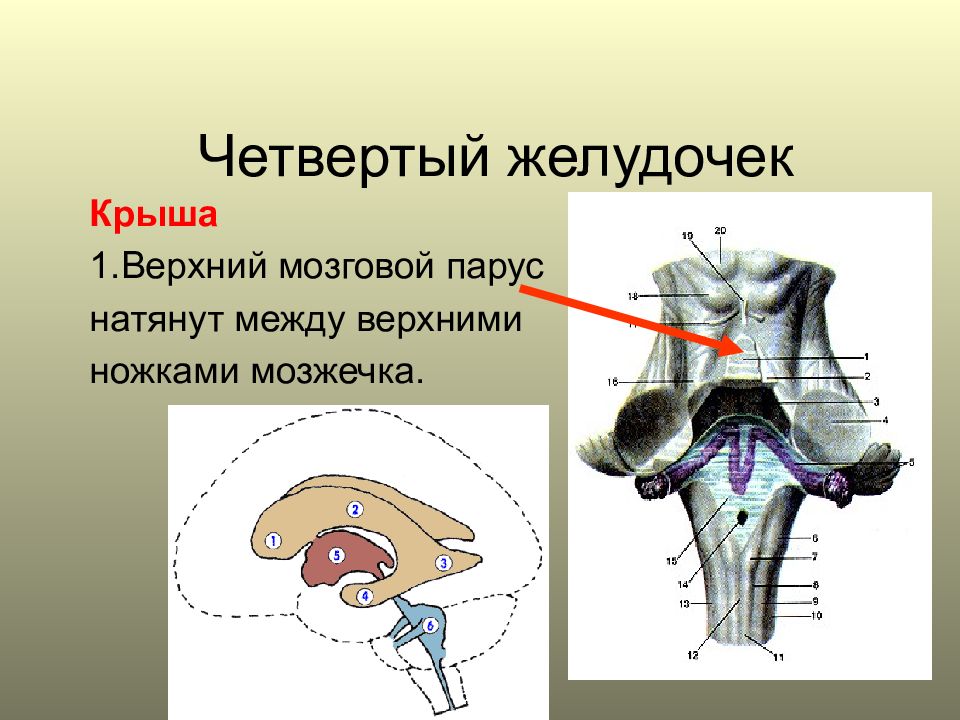 Верхний мозг. Верхний мозговой Парус анатомия. Мозговые паруса 4 желудочка. Нижний мозговой Парус мозжечка. Верхний мозговой Парус мозжечка.