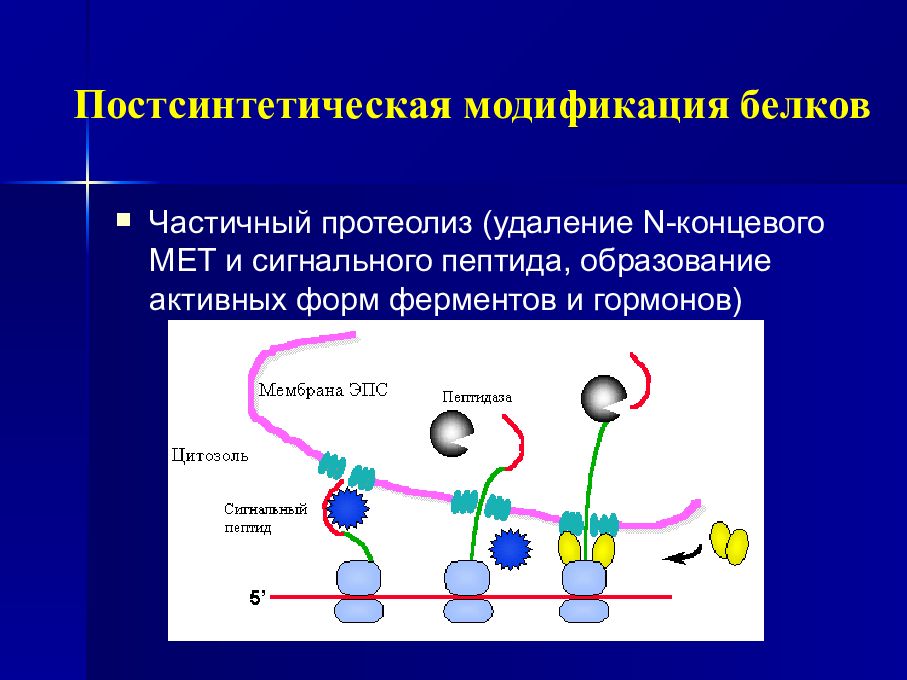 С пептид что показывает. Сигнальный пептид Синтез белка. Постсинтетическая модификация белков. Постсинтетическая модификация белка (на примере коллагена).. Элонгация генетика.