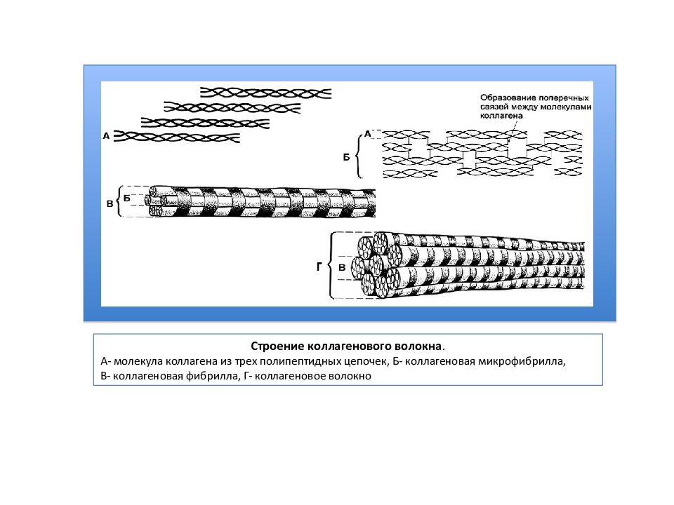 Строение волокон. Схема образования коллагенового волокна. Уровни организации коллагеновых волокон. Строение коллагенового волокна гистология. Строение коллагеновой фибриллы.