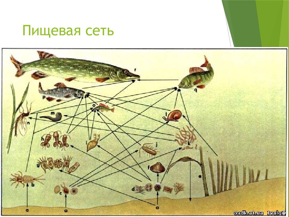 Пищевая сеть