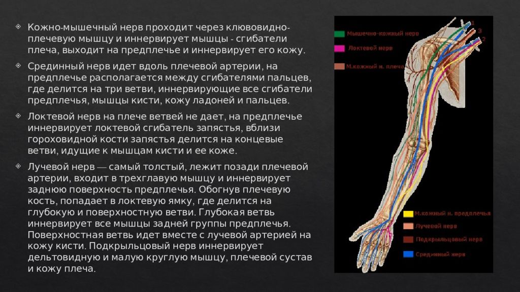 Мышечно кожный. Мышечно кожный нерв. Мышечно-кожный нерв иннервирует. Срединный нерв на предплечье. Мышечно-кожный нерв плеча.