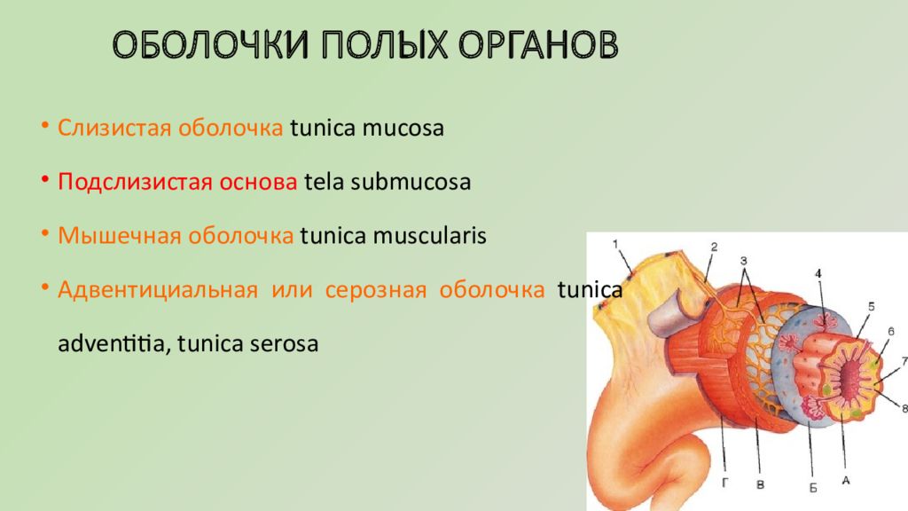 Стенки полых органов