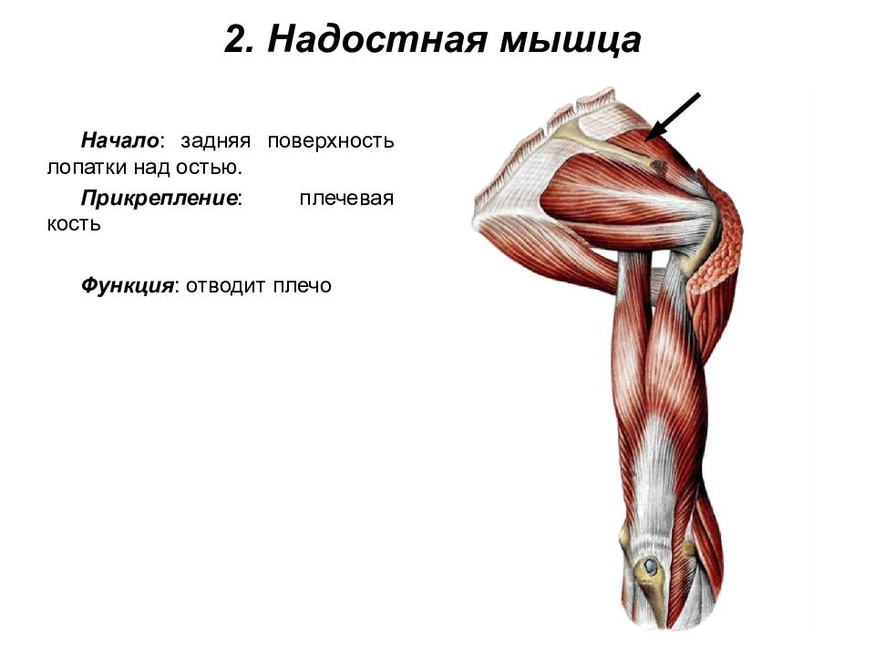 Мышцы плеча анатомия картинки