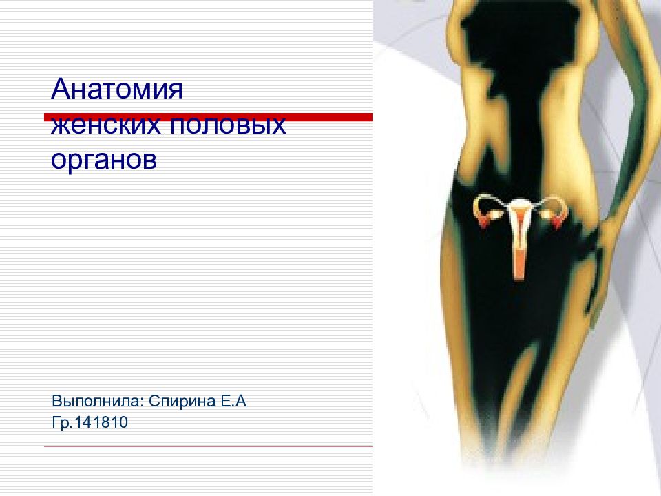 Наружные Женские Органы Фото