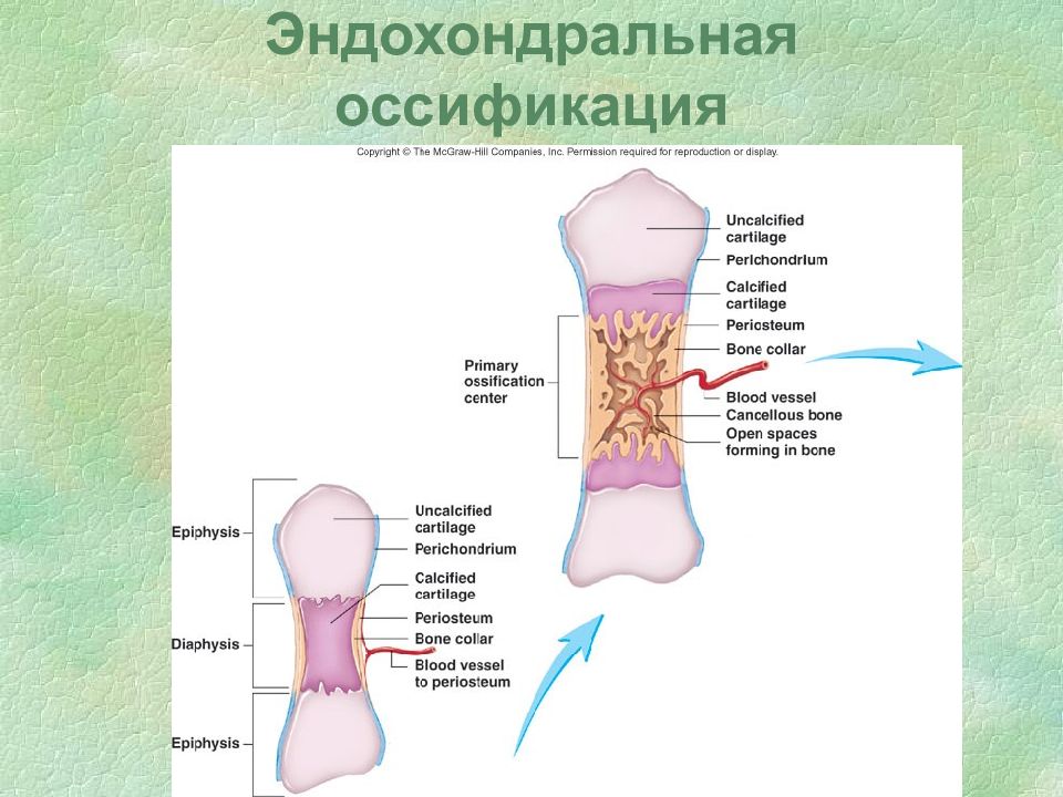 Пороки развития опорно двигательного аппарата презентация