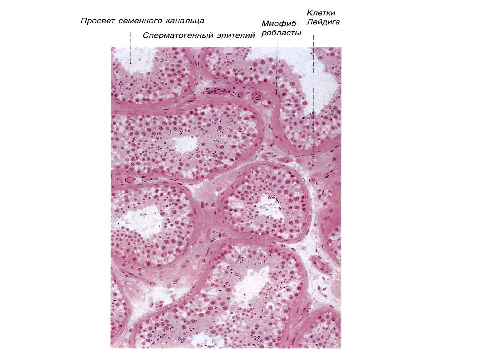 Клетки сперматогенного эпителия. Клетки Лейдига строение гистология. Сперматогенный эпителий. Клетки Лейдига фото. Кристаллы в клетках Лейдига.