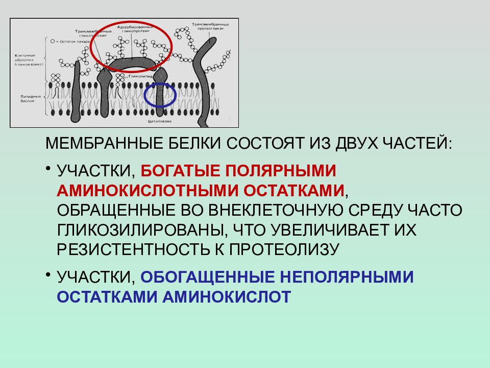 Мембранные белки. Классификация мембранных белков. Белки мембран биохимия. Биохимическая классификация мембранных белков.. Мембранные белки классификация.