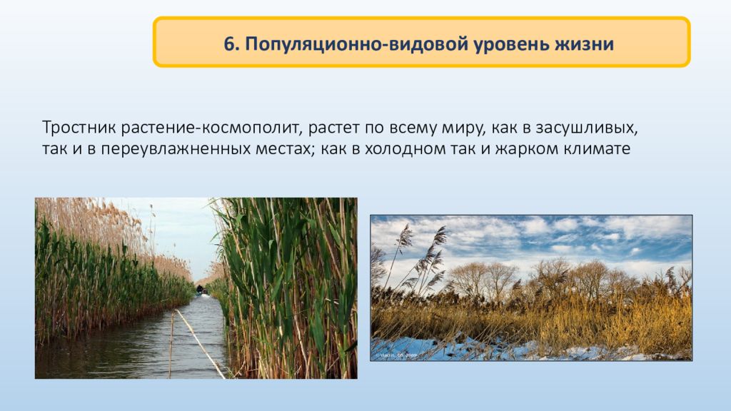 Популяционно видовой уровень живой природы. Популяционно-видовой уровень. Популяционно видовой уровень жизни. Популяционно-видовой уровень организации. Популяционно видовой.