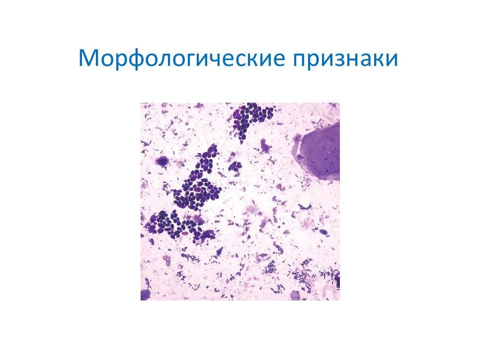 Микобактерии инфекции. Возбудители наружных покровов. Инфекции наружных покровов. Инфекционные болезни наружных покровов. Типы инфекций наружных покровов.