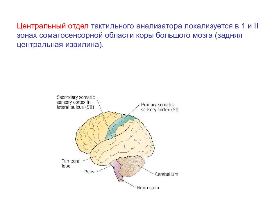 Центральный отдел анализатора. Корковый отдел тактильного анализатора. Центральный отдел тактильного анализатора локализуется в области. Центральный корковый отдел анализатора. Функции у коркового отдела тактильного анализатора?.