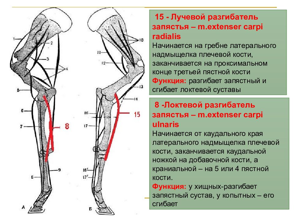 Проксимальная фаланга пальца стопы анатомия. Проксимальные отделы конечностей. Проксимальный отдел нижних конечностей. Анатомические структуры плечевой кости. Кость голени анатомия строение.