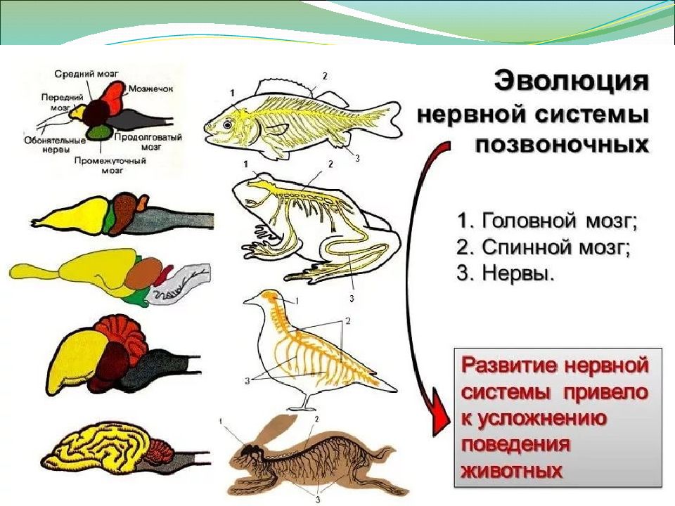 Эволюция систем органов животных презентация