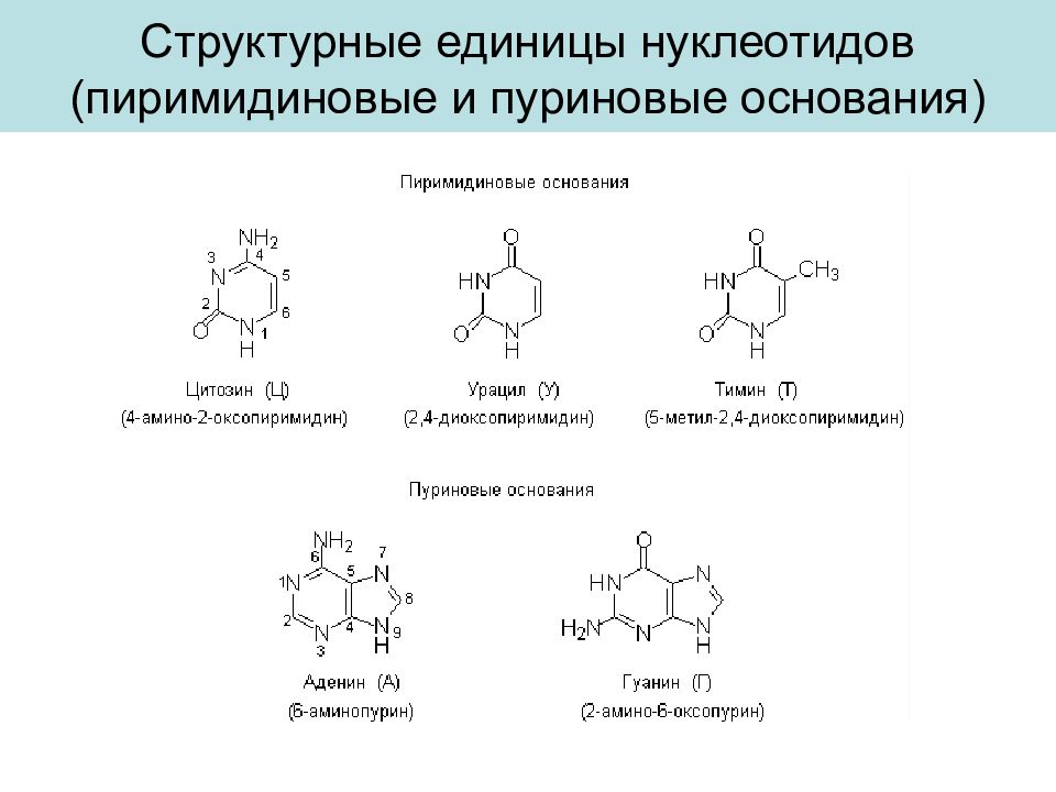 Структура оснований. Пуриновые и пиримидиновые основания. Строение пуриновых и пиримидиновых оснований. Пуриновые основания структурная формула. Нуклеиновые основания пуриновые и пиримидиновые.