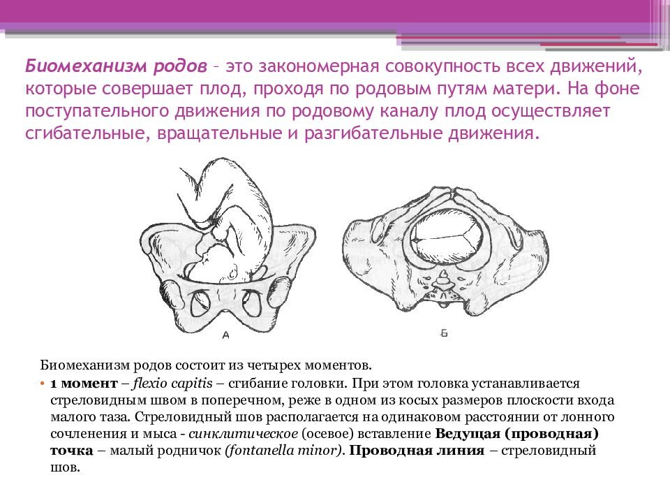 Биомеханизм родов