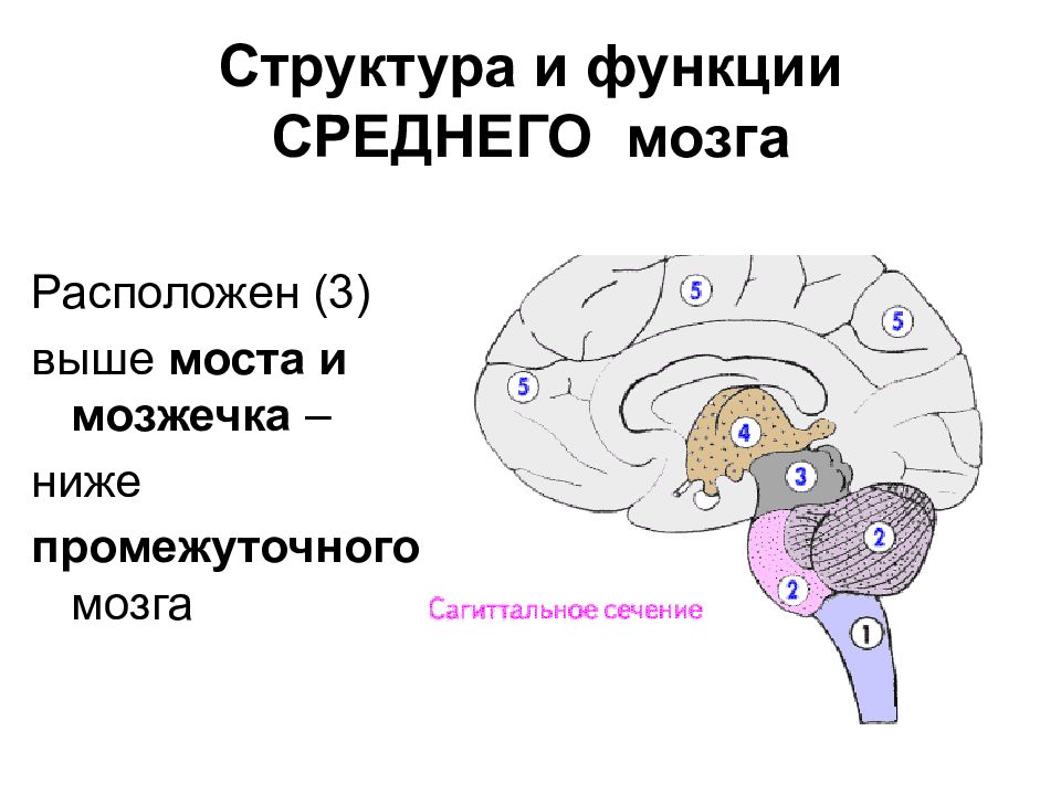 Ножки мозга отдел. Средний мозг структура и функции. Средний мозг анатомия внешнее строение. Строение среднего мозга в головном мозге кратко. Строение и функции среднего мозга.