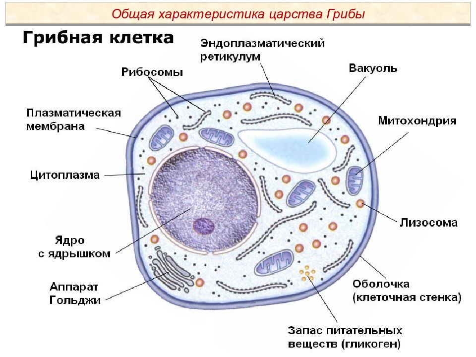 Какие особенности строения клетки. Схема строения грибной клетки. Схема строения клетки гриба. Органоиды грибной клетки. Строение клеток эукариот грибов.