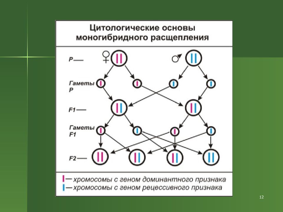 Схема гибридного скрещивания