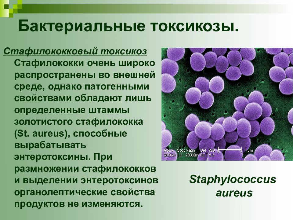 Заболевания возбудителем которых являются патогенные. Характеристика Staphylococcus aureus (золотистый стафилококк),. Стафилококк размножение бактерий. Пищевая токсикоинфекция стафилококк.