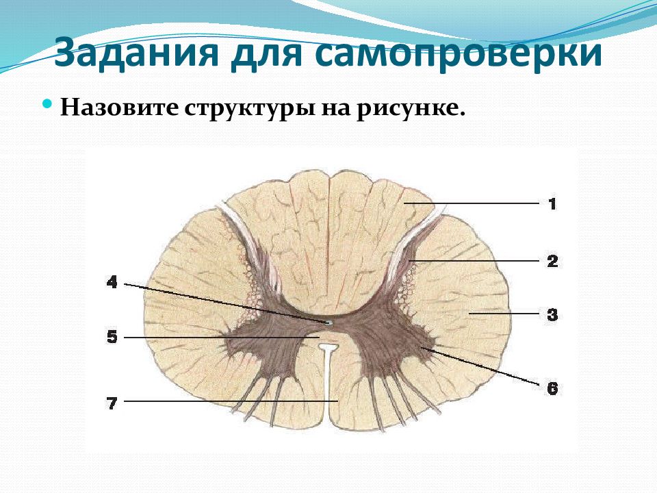 Проводящие пути бокового канатика спинного мозга