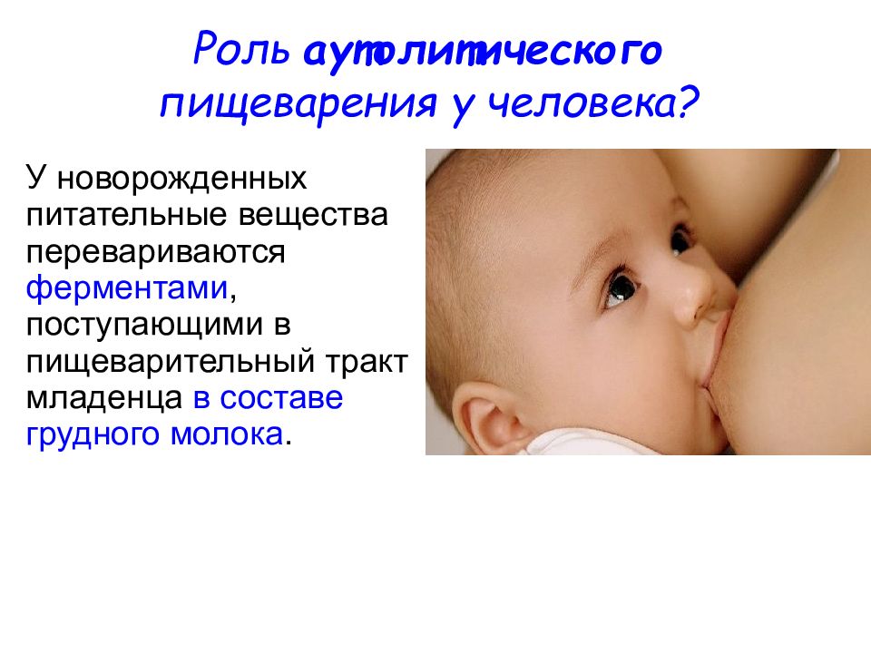 Пищеварение грудничков. Пищеварение у новорожденных. Аутолитическое пищеварение. Аутолитическое пищеварение у человека. До 1-го кормления ЖКТ У новорожденных..