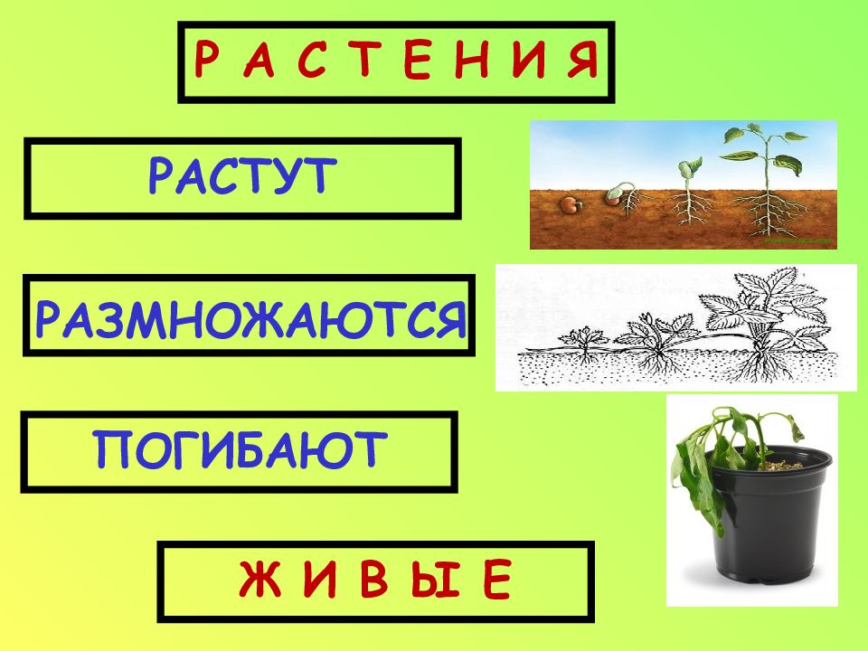 Как живут растения 1 класс. Рабочий лист как живут растения 1 класс.