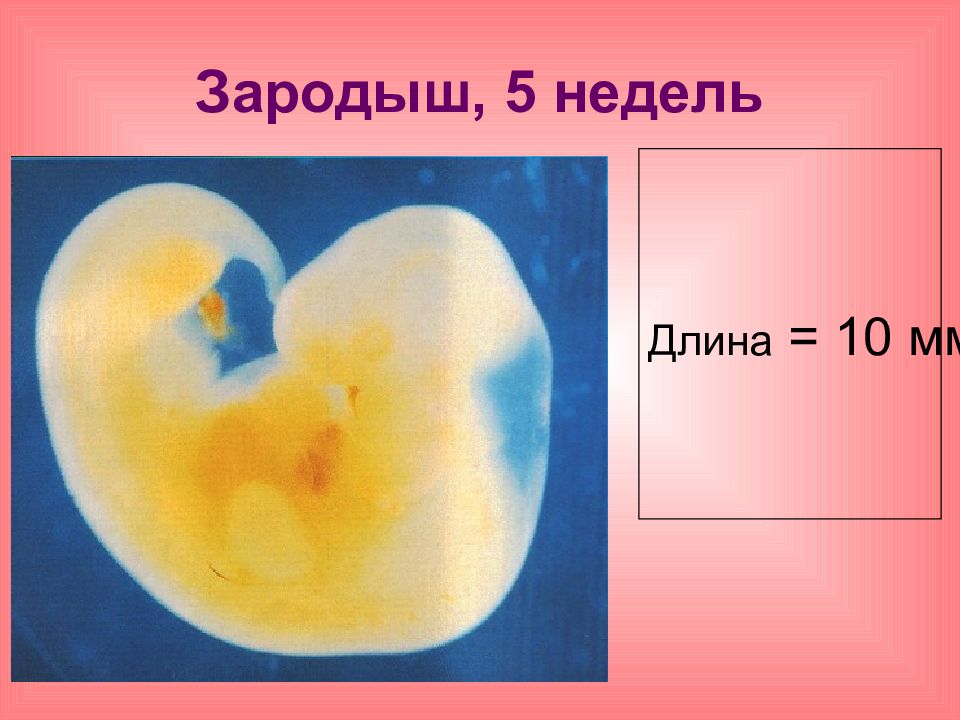 6 эмбриональная неделя. Эмбрион человека 5 недель.