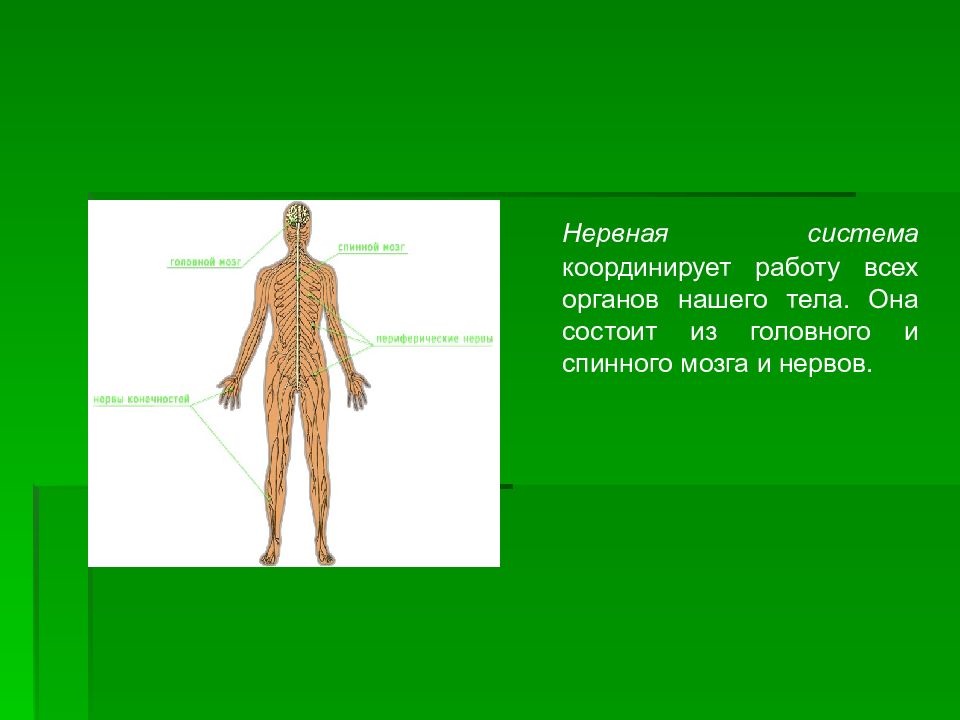 Длинный орган человека