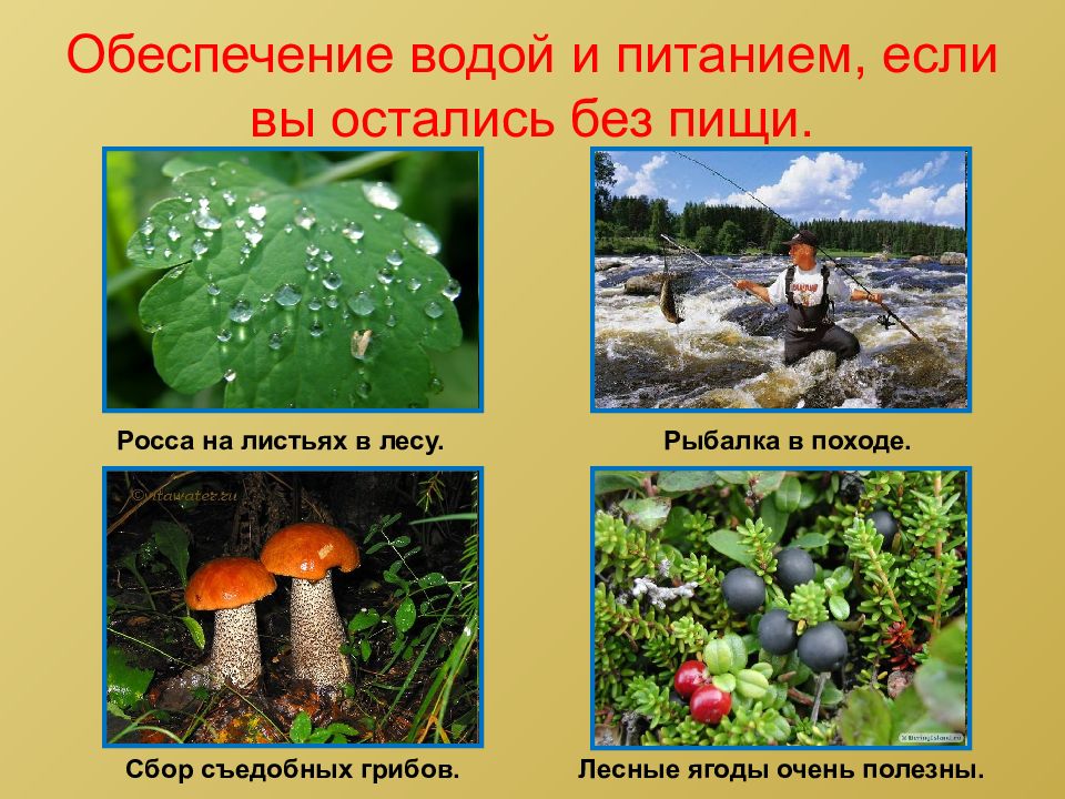 Обеспечение водой. Обеспечение питанием и водой. Обеспечение питанием и водой в природе. Обеспечение питанием в лесу. Обеспечение водой в лесу.