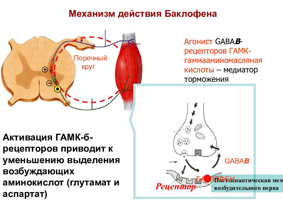 Механизм действия гамк схема