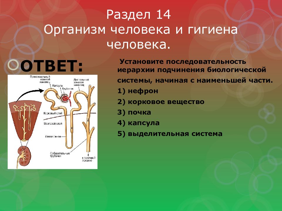 Раздел 14 Организм человека и гигиена человека.