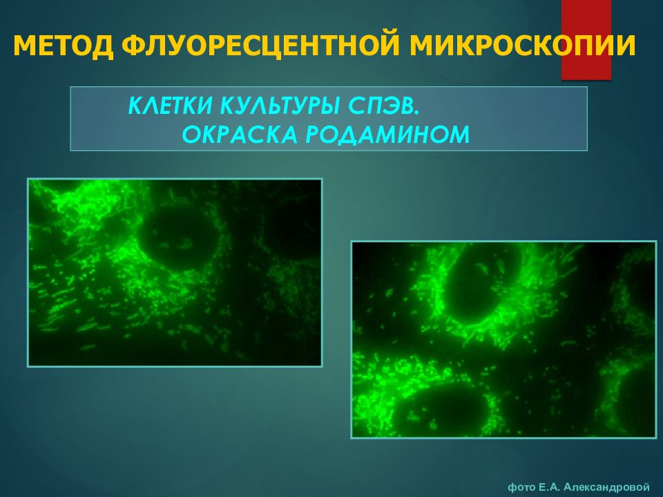 Световой микроскоп клетки. Световая и люминесцентная микроскопия. Люминесцентная микроскопия разрешающая способность. Флуоресцентная микроскопия презентация. Световая микроскопия окраски.