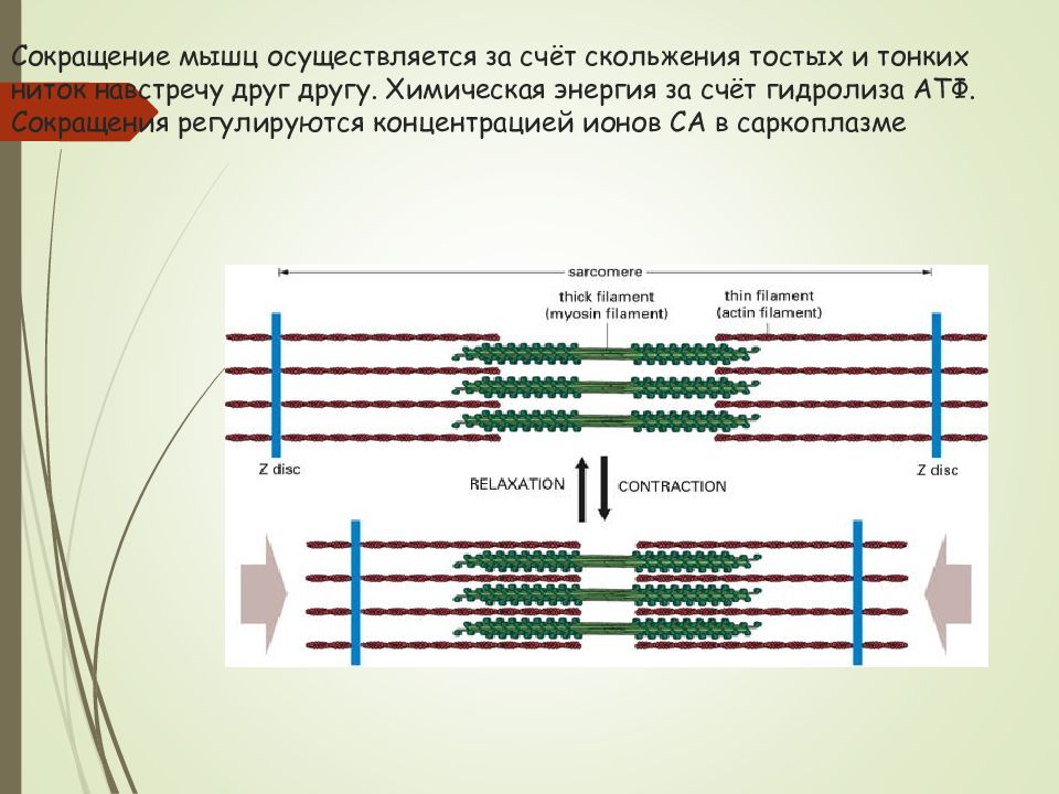 Биохимия мышечного сокращения схема